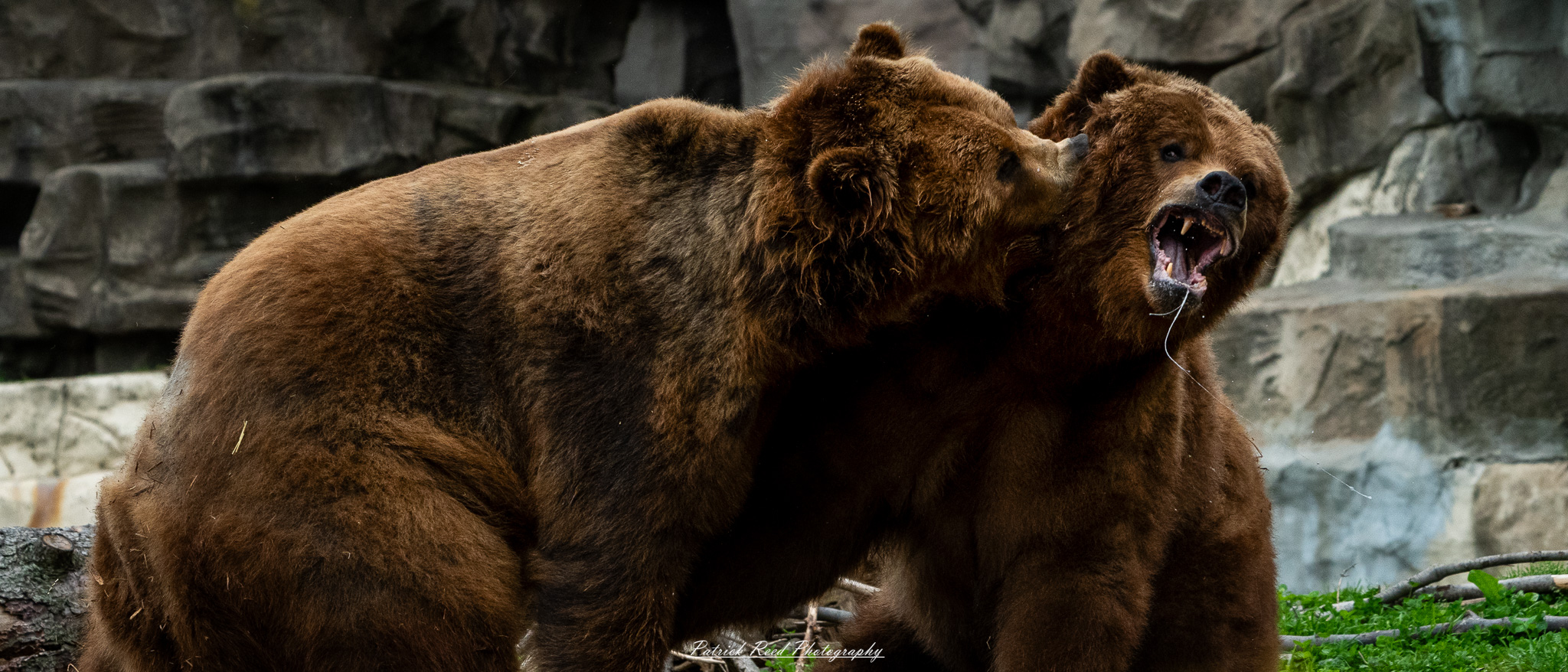 Two grizzly bears play-fighting in naturalistic enclosure at the Detroit Zoo
